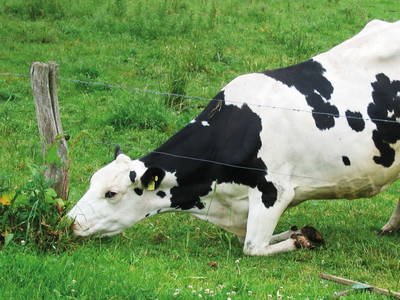 Bild 13 aus  Bauernhofferien Weseloh