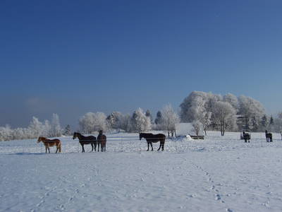 Bild 21 aus  Ferienhof Landhaus Guglhupf