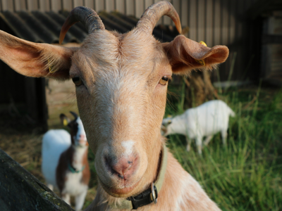 Bild 18 aus  Hof Meyenburg