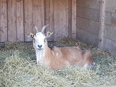 Bild 17 aus  Simmernhof - Familienurlaub auf dem Bauernhof
