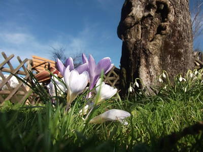 Bild 9 aus  Landhaus Alt mit  Bauernhof* Gesundes Wohnen In Freier Natur* Tolle-Angebote *Bergbahn Unlimited*