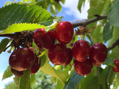 Bild 45 aus  Le Colombié - Ferienhäuser an der Dordogne mieten