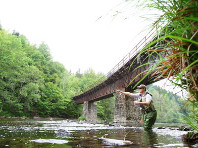 Fliegenfischen in der Ilz nahe Gut Feuerschwendt