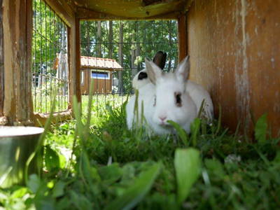 Bild 19 aus  Allgäu Bergferienhof