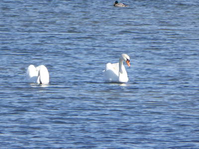 Bild 68 aus  Ferienhaus Gut Rattelvitz-INSEL RÜGEN