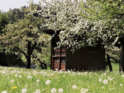 Bild 16 aus  Kirschhof am Bodensee