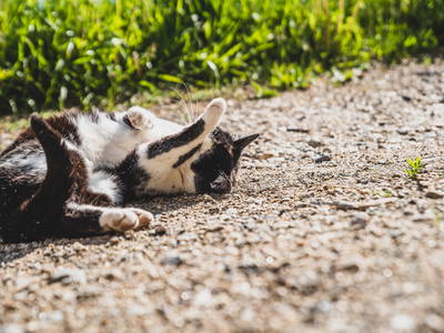 Bild 45 aus  Wiesbauer - Urlaub in Schenna - Südtirol