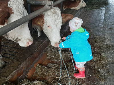 Bild 22 aus  Fuchsbauernhof