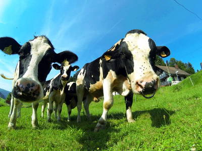 Bild 7 aus  Hochenhof