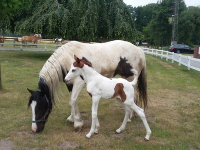 Bild 15 aus  Pension-Ponyhof Hartmann