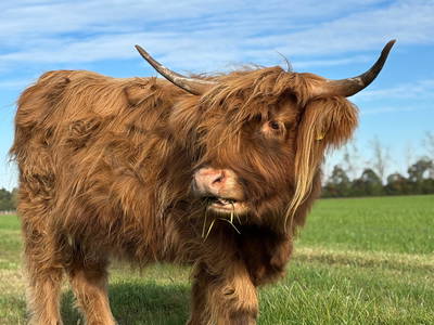 Bild 4 aus  Ferienhof Wegmann