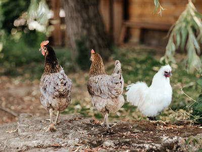 Bild 26 aus  Wendelinshof