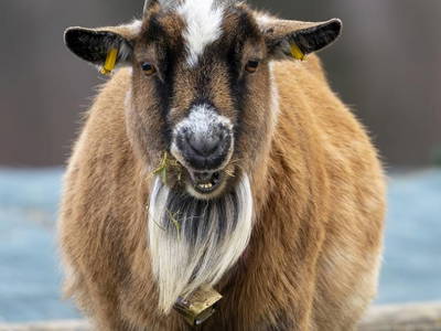 Bild 26 aus  Tannenhof