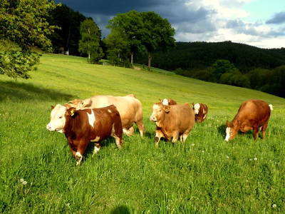 Bild 18 aus  Ferienhof Lochau