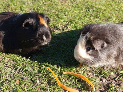 Bild 14 aus  Ostseebauernhof