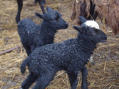 Bild 29 aus  Gut Pälitzhof