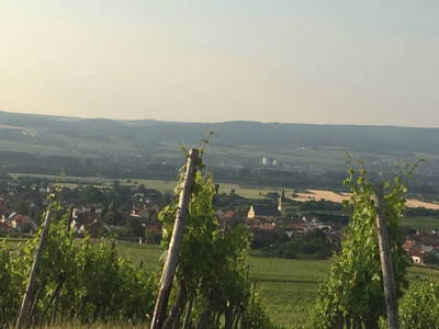 Bild 17 aus  FamilienWeinGut Feser mit Ferienwohnungen, Vinothek und Erlebnis am Jakobsweg-Rheinhessen