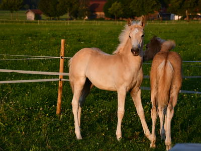 Bild 56 aus  Augustinerhof