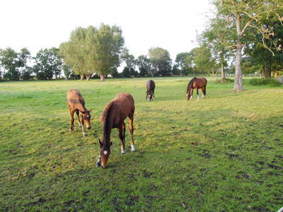 Bild 3 aus  Ferienhof Ralf Becker