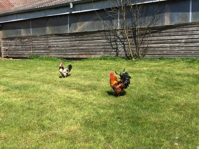 Bild 25 aus  Hof Meyenburg