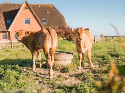 Bild 13 aus  Ferienhof Groth/ Hof Herzleuchten