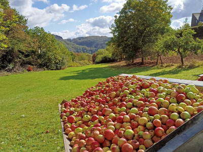 Apfelernte, für den selbstgemachten Apfelsaft