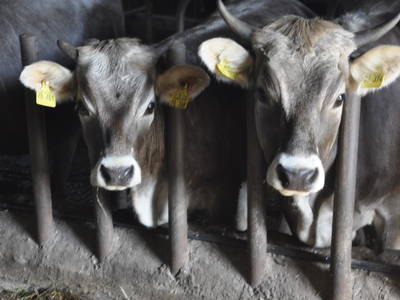 Bild 5 aus  Ferienhof Schaffer