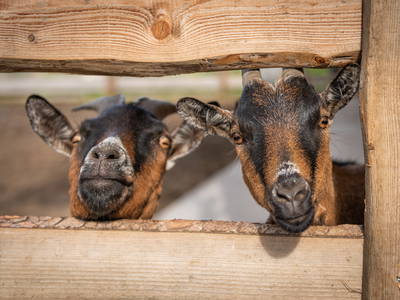 Bild 12 aus  OBERBICHLHOF Appartements & Bauernhof