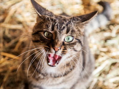 Bild 4 aus  Ferienbauernhof Reitberger - Brandl