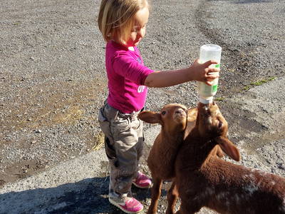 Bild 36 aus  Allgäu Bergferienhof