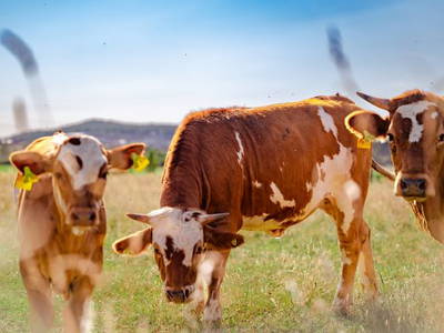 Bild 13 aus  BiolandHof Röttenbacher