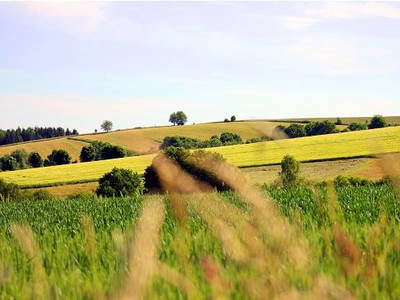 Bild 11 aus  Hof Hainholzblick