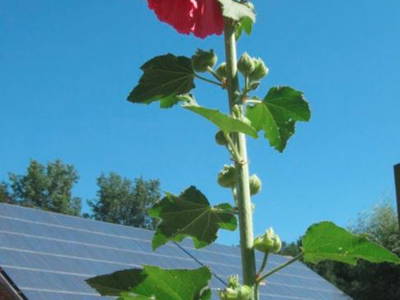 Bild 3 aus  Wohlfühlwohnung im Grünen auf Pferdehof