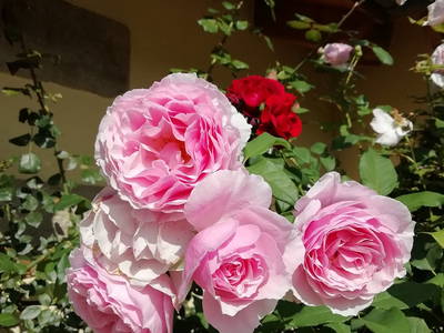 Bild 38 aus  Ferienhof Lochau