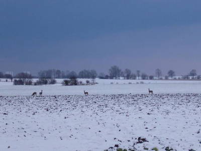 Bild 23 aus  Ferienbauernhof Mau