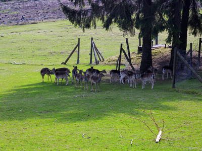 Bild 8 aus  Pension Haus Hoppe