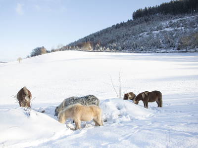 Bild 5 aus  Pony und Ferienhof Gut Habbecke