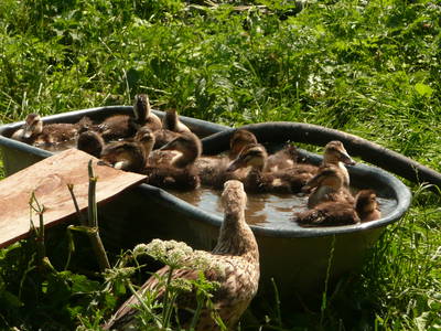 Bild 4 aus  Grenzer Ökohof