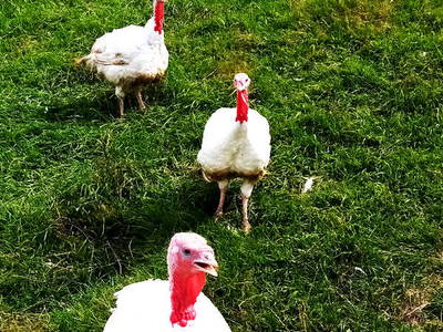 Bild 18 aus  Schreinerhäusle