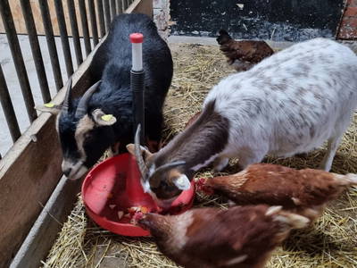 Bild 4 aus  Hof  Wesselmann