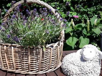 Bild 13 aus  Ferienhof Nielson