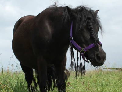 Bild 20 aus  Wohlfühlwohnung im Grünen auf Pferdehof
