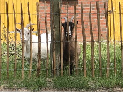 Bild 27 aus  Pferdehof Ruhnau FN