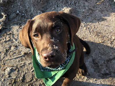 Bild 55 aus  Lindenhof