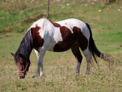 Bild 13 aus  Erlebnisbauernhof Achatz
