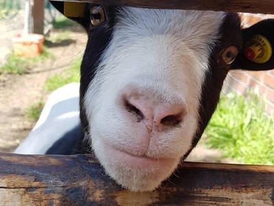 Bild 16 aus  Ferienhof Borchers