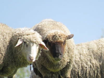 Bild 25 aus  Feriendorf Altes Land Verwaltungsgesellschaft mbH