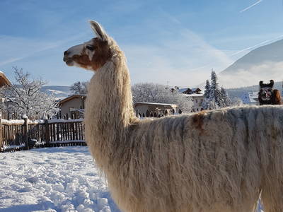 Bild 4 aus  Waldharthof