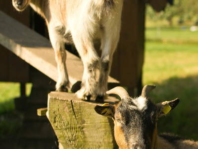 Bild 17 aus  Hof Kaltofen