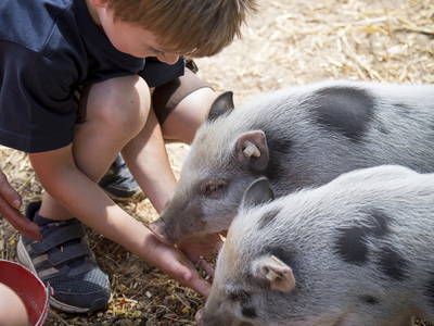 Bild 10 aus  Ferienhof Gröne